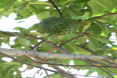 Annona muricata